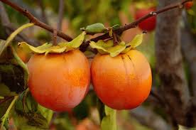 Persimmon Seeds for Planting - Grow Delicious Fruit Trees