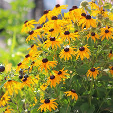 Yellow Rudbeckia Goldstrum Flower Planting  Seeds for Bright, Cheerful Blooms in Your Garden