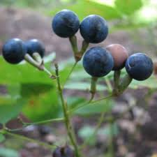 Black Caulophyllum Seeds for Planting