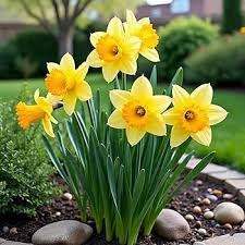 Daffodils Flower seeds for Planting - Low Maintenance, Heirloom & GMO Free Seeds for Home Garden
