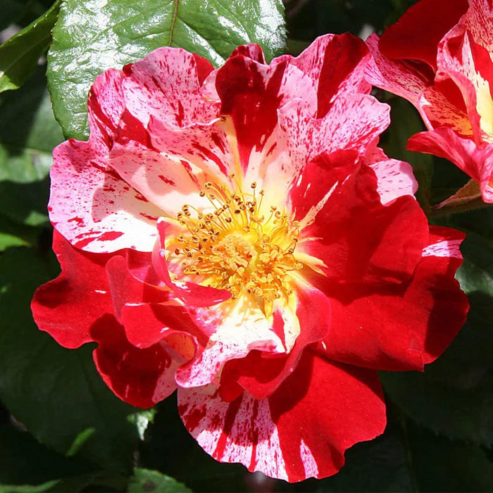 Red & White Climbing Rose Non-GMO Heirloom Garden Seeds Flower seeds for Planting - Wildflower Mix, Heirloom & GMO Free Seeds for Home Garden