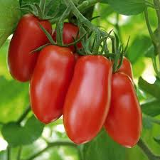 Linguisa Tomato Seeds for Planting - Heirloom Vegetable Variety