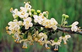 Ceiba Pentandra Flower Seeds  Easy Planting for Tropical Yellow Blooms