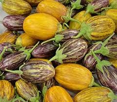 Udumalpet Eggplant Vegetable Seeds for Easy Planting