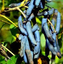 Blue Sausage Fruit Seeds for Planting  Premium Quality