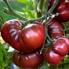 Black Red Tomato Seeds for Planting