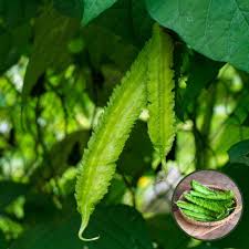 Winged Bean Planting Vegetable Seeds  Seed for High-Yielding
