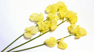 Yellow Sweet Pea Flower Seeds for Planting – Heirloom NonGMO Organic Garden Seeds – Vibrant Blooms High Germination
 
 Sale