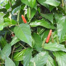 Longum Pepper Vegetable Seeds for Easy Planting