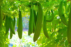Luffa Vegetable Seeds for Planting