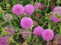 Lavender Mimosa Pudica Flower seeds for Planting - Easy to Grow, Heirloom & GMO Free Seeds for Home Garden
