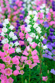 Bells Mix Flower Planting Seeds for Colorful Gardens