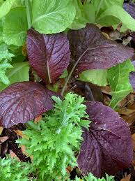 Mustard Green Seeds  Quick-Growing Garden Greens for Planting