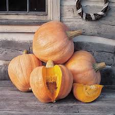 Amish Pie Squash Seeds for Easy Planting
