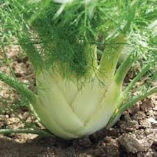 Green and White Florence Vegetable Planting Seeds