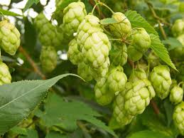 Green Humulus Lupulus Flower seeds for Planting - Cut Flower Favorite, Heirloom & GMO Free Seeds for Home Garden