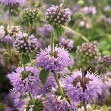 Purple Pulegium Flower seeds for Planting - Sun Loving, Heirloom & GMO Free Seeds for Home Garden