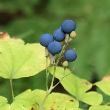 Black Caulophyllum Seeds for Planting