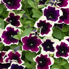 Dark Purple Magenta Petunia Seeds for Planting - Vibrant Annual Flower Seeds for Colorful Gardens
