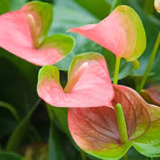 Cream Pink Anthurium Flower Seeds for Easy Planting