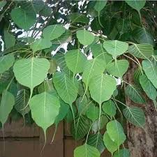 Green BO Tree Seeds for Planting  Grow Majestic Perennial Trees