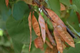 Brown Judas Tree Planting Seeds