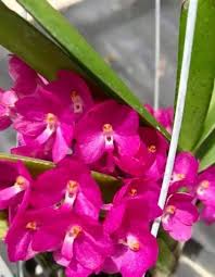 Purple Ascocentrum Ampullaceum Flower Seeds for Planting