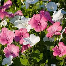 White Pink Lavatera Flower Seeds for Planting  Seed for Lush Blooms, Perfect for Elegant Garden Displays