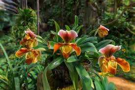 Orange Paphiopedilum Planting Seeds - Perfect for Indoor & Shaded Gardens