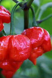 Red Trinidad Scorpion Seeds for Planting  Hot Pepper Variety