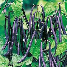 Violet Pole Bean Seeds for Planting - Vegetable Garden Essentials