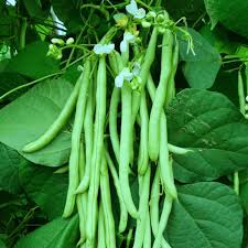 Bush Bean Vegetable Seeds for Easy Planting