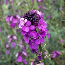 Violet Linifolium Flower Seeds  Perfect for Planting & Growing