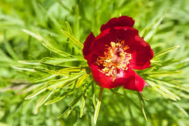 Paeonia Tenuifolia Flower seeds for Planting - Shade Tolerant, Heirloom & GMO Free Seeds for Home Garden