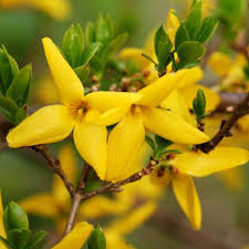 Yellow Trifoliate Forsythia Plant Seeds Planting