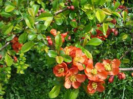Orange Chaenomeles Flower Seeds for Planting  Vibrant Blooms