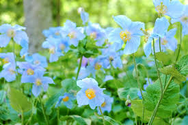 Blue Himalayan Poppy Tibetan Meconopsis Flower Seeds for Planting - Vibrant Garden Blooms