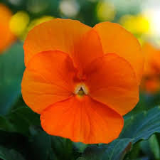 Orange Viola Sorbet Flower seeds for Planting - Fragrant Blossoms, Heirloom & GMO Free Seeds for Home Garden