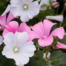 White Pink Lavatera Flower Seeds for Planting  Seed for Lush Blooms, Perfect for Elegant Garden Displays