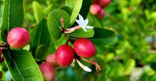 Planting Carissa Lime Berry Seeds  Unique Flavor for Your Garden