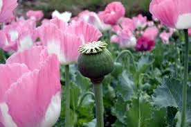 Afghan Special Poppy Seeds Papaver somniferum for Planting in Flower Bed