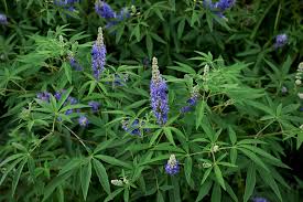 Violet Chaste Tree Seeds for Easy Planting