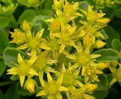 Yellow Aizoon Flower seeds for Planting - Perfect for Borders, Heirloom & GMO Free Seeds for Home Garden