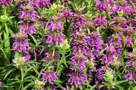 Violet Citriodora Flower seeds for Planting - Compact Growth, Heirloom & GMO Free Seeds for Home Garden
