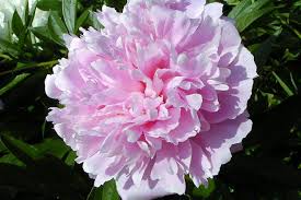 Pink Paeonia Flower seeds for Planting - Vibrant Colors, Heirloom & GMO Free Seeds for Home Garden