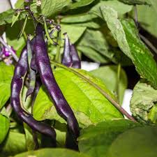 Purple Bush Bean Seeds for Vegetable Planting