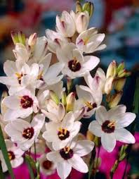 Elegant White Sparaxis Tricolor Flower Planting  Seed for Stunning Floral Displays in Your Garden