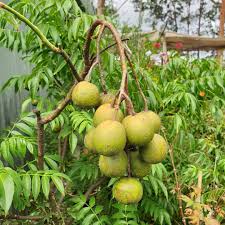 Spondias Fruit Planting Seeds  Grow Tropical Fruit Trees at Home