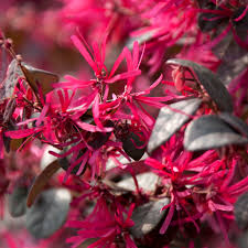 Red Loropetalum Flower seeds for Planting - Vibrant Colors, Heirloom & GMO Free Seeds for Home Garden