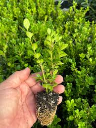 Wintergreen Japanese Boxwood Hedge Seeds (Buxus microphylla)
